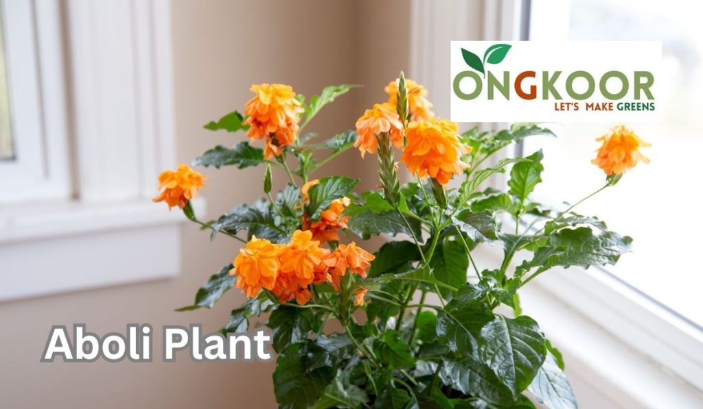 Aboli Plant by Ongkoor indoor plants Bangladesh