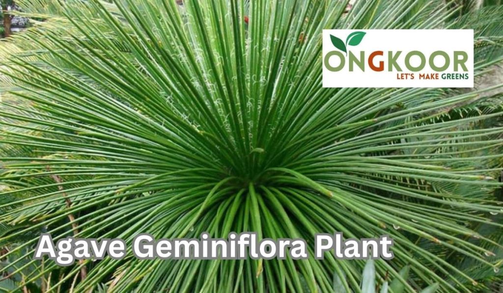 Agave Geminiflora Plant by Ongkoor indoor plants Bangladesh
