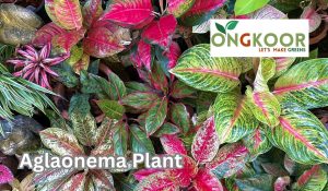 Aglaonema Lipstick plant by Ongkoor indoor platns in Bangladesh