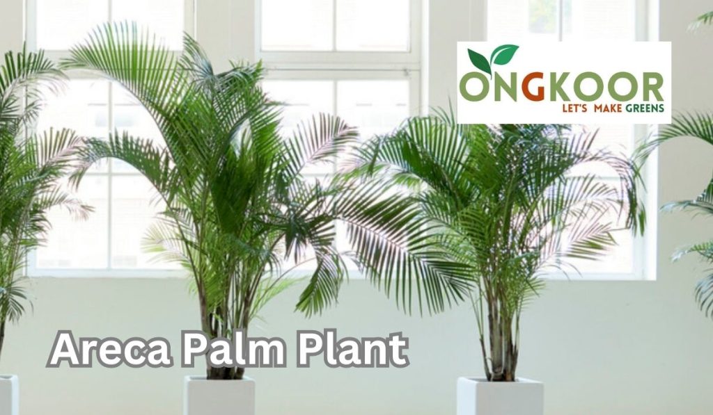 Areca Palm Plant by Ongkoor indoor plants in Bangladesh