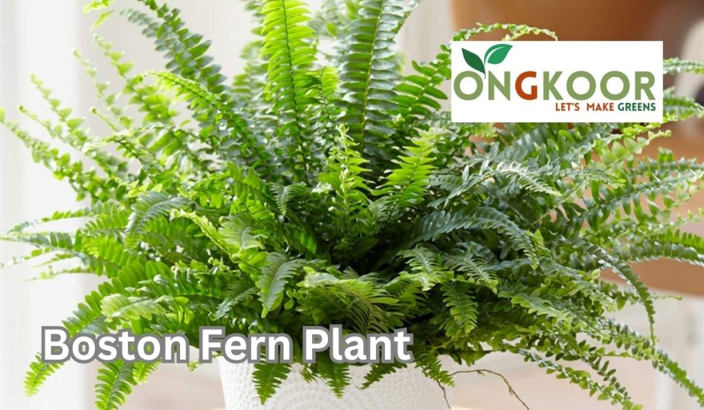 Boston Fern Plant by Ongkoor indoor plants in Bagladesh