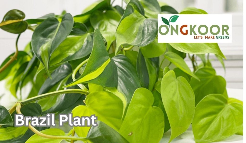 Brazil Plant by Ongkoor indoor plants in Bangladesh