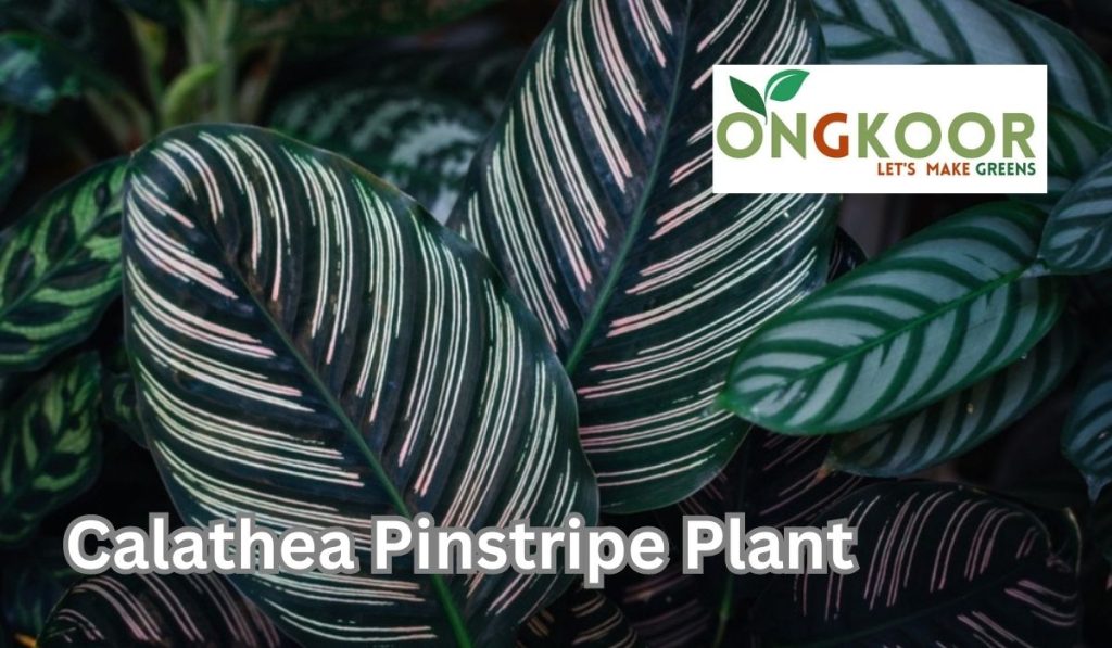 Calathea Pinstripe Plant by Ongkoor indoor plants in Bangladesh