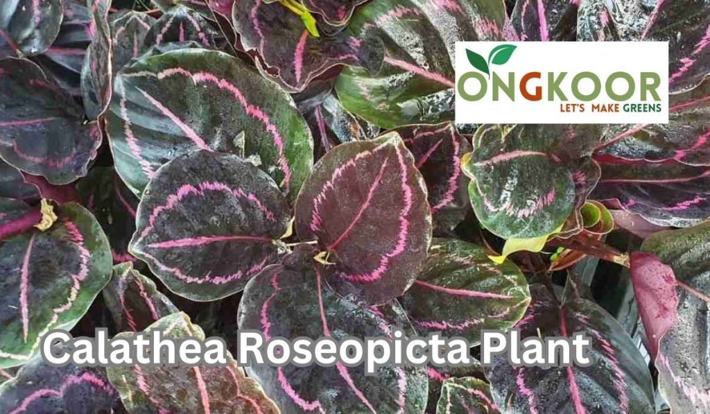 Calathea Roseopicta plant by Ongkoor indoor plants in Bangladesh