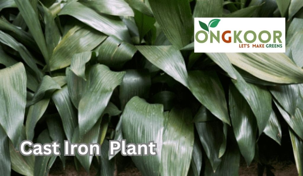 Cast Iron Plant by Ongkoor indoor plants in Bangladesh