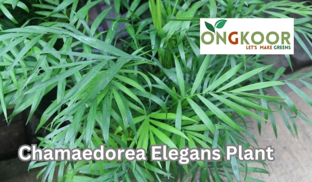 Chamaedorea Elegans Plant by Ongkoor indoor plants in Bangladesh