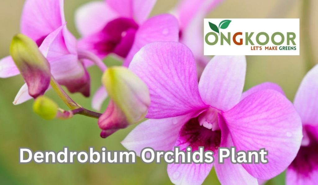 Dendrobium Orchids Plant by Ongkoor indoor plants in Bangladesh