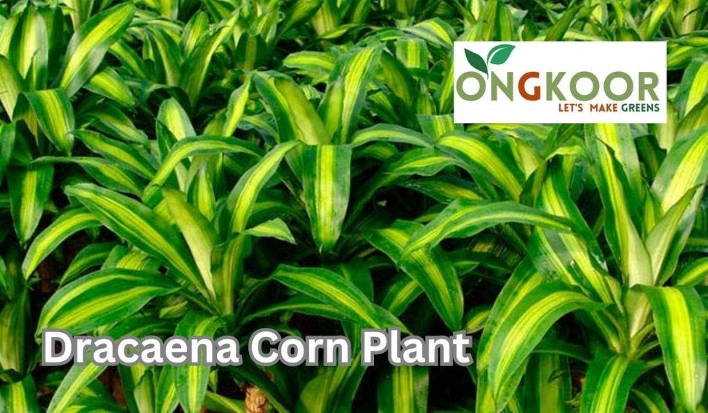 Dracaena Corn Plant by Onfkoor indoor plants in Bangladesh