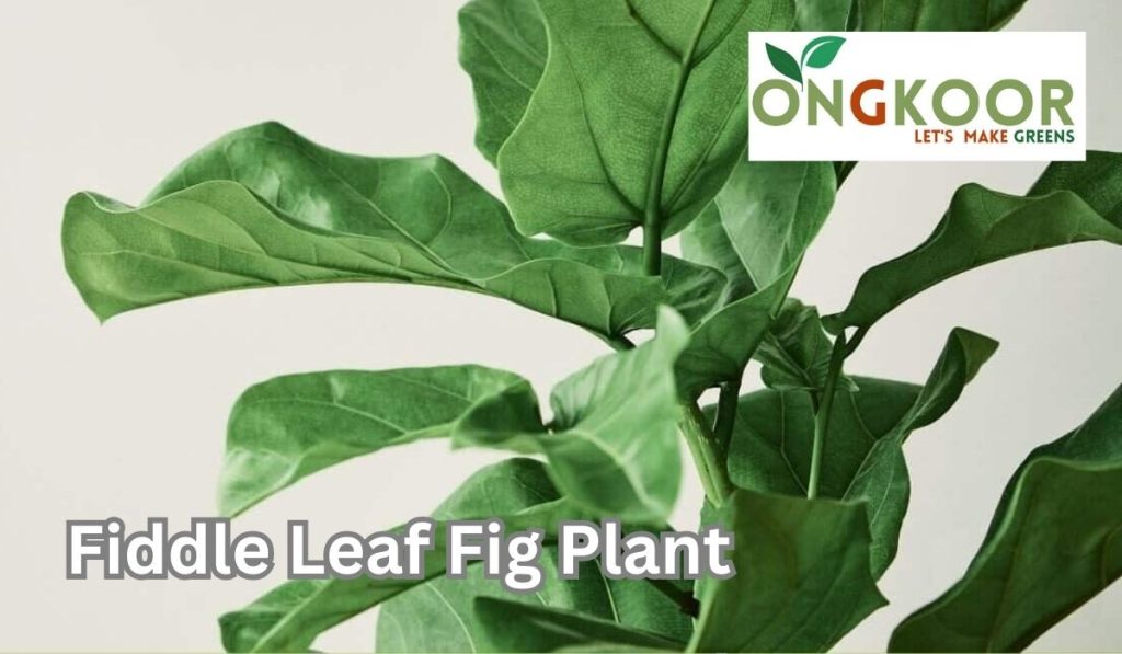 Fiddle Leaf Fig Plant by Ongkoor indoor plants in Bangladesh