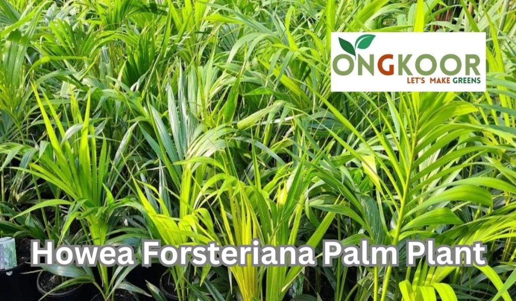 Howea Forsteriana Palm Plant by Ongkoor indoor plants in Bangladesh