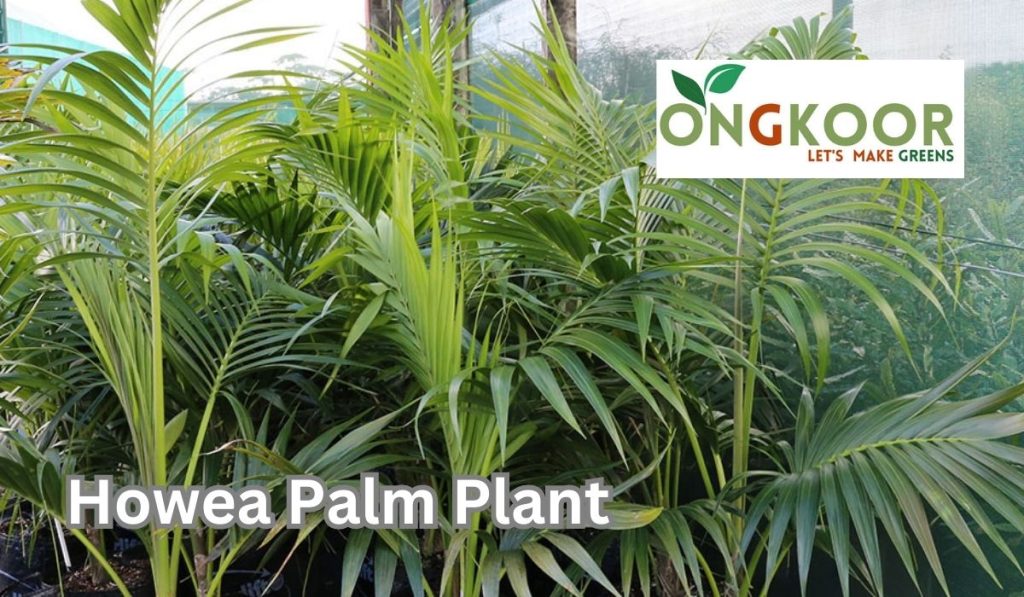 Howea Palm Plant by Ongkoor indoor plants in Bangladesh