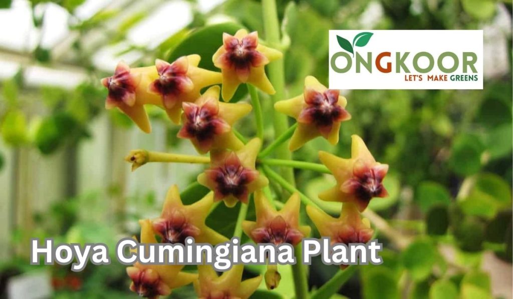 Hoya Cumingiana Plant by Ongkoor indoor plants in Bangladesh
