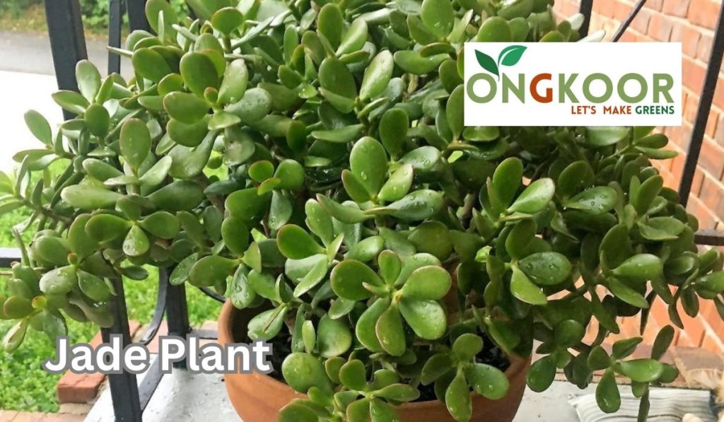 Jade Plant by Ongkoor indoor plants in Bangladesh