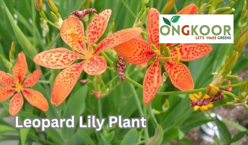 Leopard Lily Plant by Ongkoor indoor plants in Bangladesh