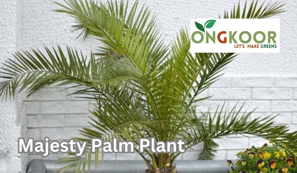 Majesty Palm Plant by Ongkoor indoor plants in Bangladesh