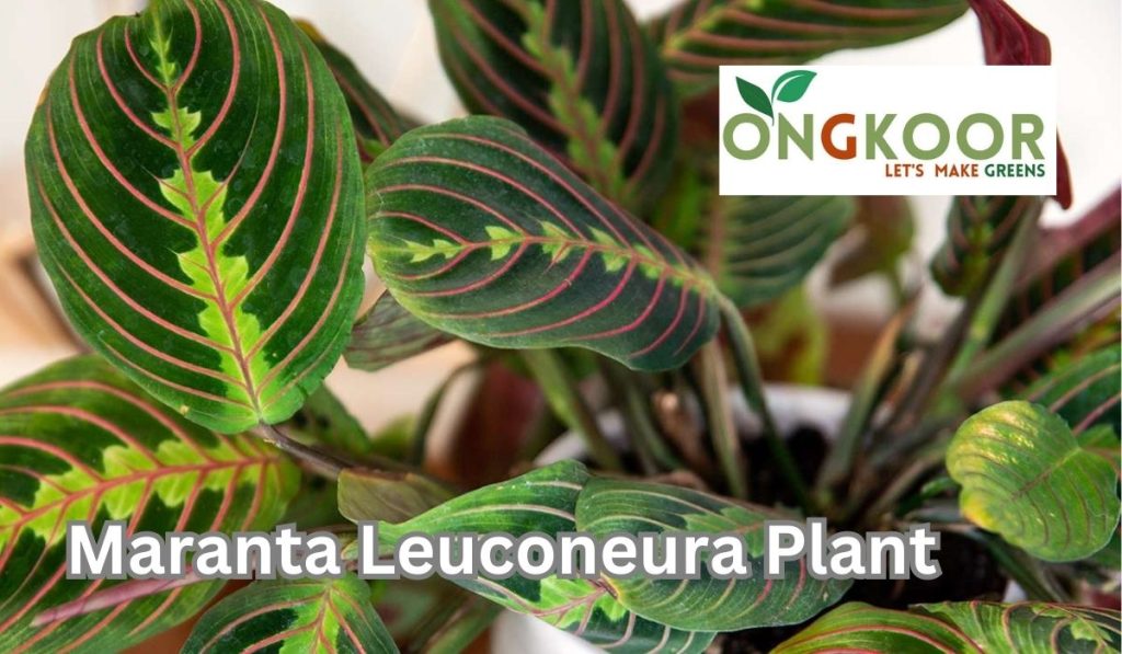 Maranta Leuconeura Plant by Ongkoor indoor plants in Bangladesh