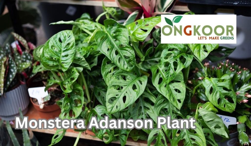 Monstera Adanson Plant by Ongkoor indoor plants in Bangladesh