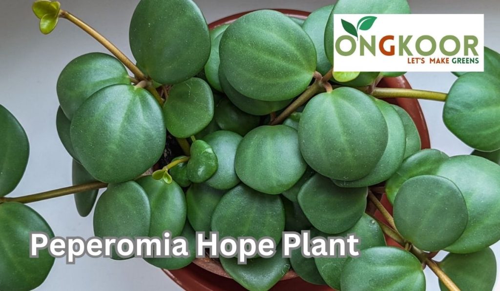 Peperomia Hope Plant by Ongkoor indoor plants in Bangladesh