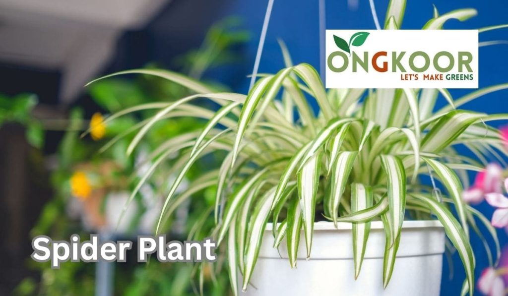 Spider Plant by Ongkoor indoor plants in Bangladesh