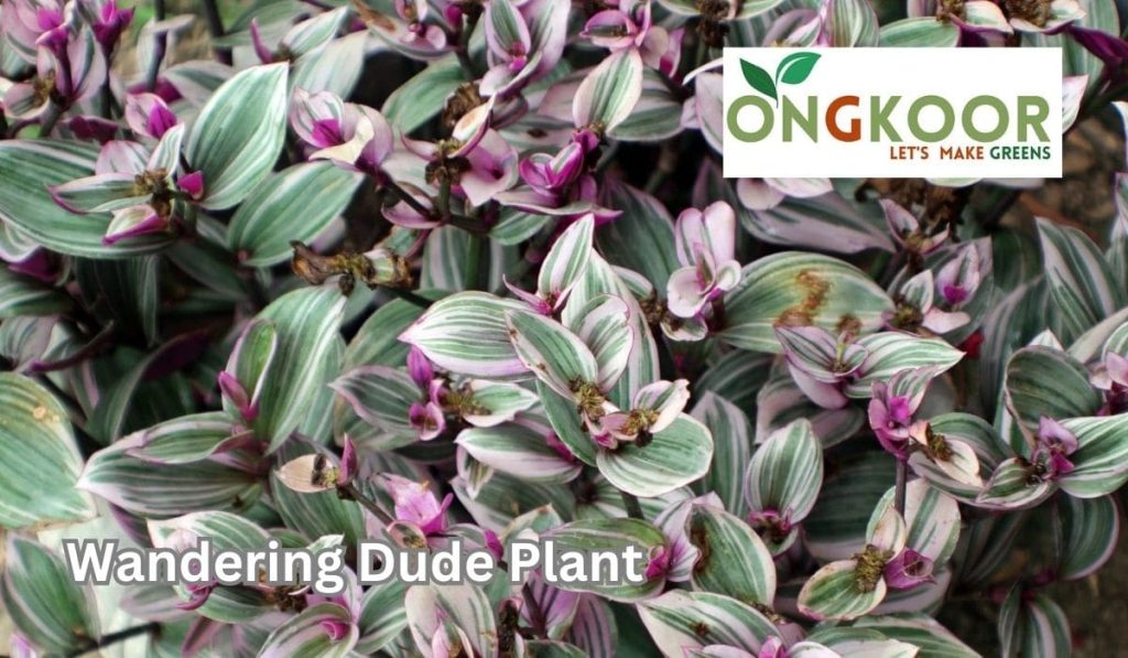 Wandering Dude Plant by Ongkoor indoor plants in Bangladesh
