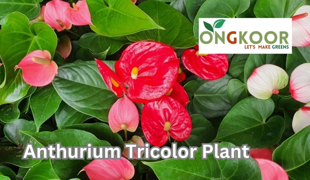 Anthurium Tricolor Plant by Ongkoor indoor plants in Bangladesh