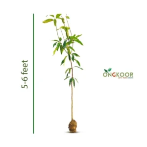 1-American-Red-Palmar-plant-by-Ongkoor-(Big)