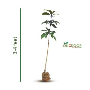 Blackstone Mango Tree ব্ল্যাকস্টোন গোল আম গাছ