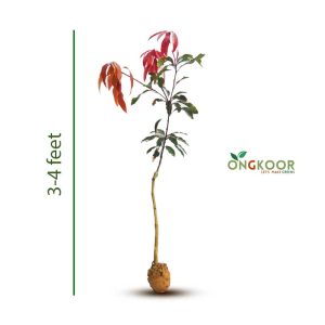 1-Black-Stone-lomba-plant-by-Ongkoor-(small)