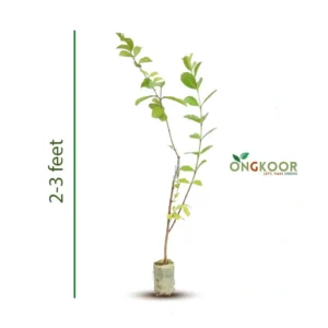 1-Thai-7-Payera-Plantby-Ongkoor-(small)