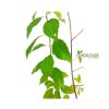 Common plum আলু বোখারা গাছ - Image 2
