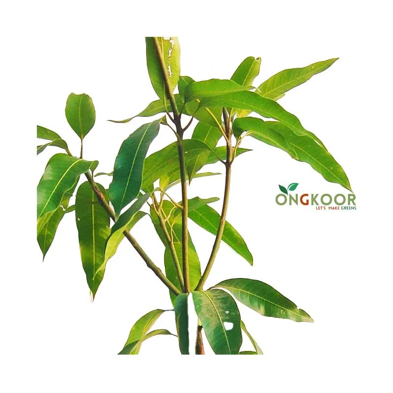 American Red Palmar রেড পালমার আম গাছ - Image 2