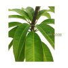 Australian R2E2 অস্ট্রেলিয়ান R2E2 আম গাছ - Image 2
