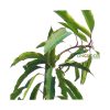 Twelve Months Bari-11 বারোমাসি বারি-১১ আমি গাছ - Image 2