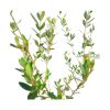 Black Olive কালো জয়তুন গাছ - Image 2