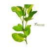 Paper Lemon কাগজি লেবু গাছ - Image 2