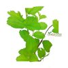 Kasmeri Apple Plum কাশ্মীরি আপেল কুল গাছ - Image 2