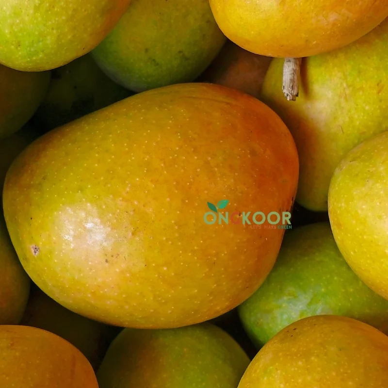 Alfonso Mango Plant আলফানসো আমের চারা (1) (1)