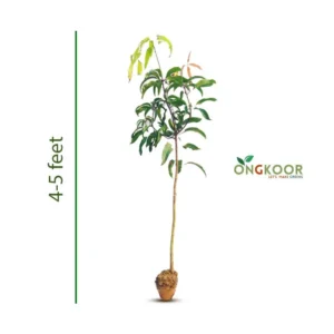 Alfonso Mango Plant আলফানসো আমের চারা (1) (1)