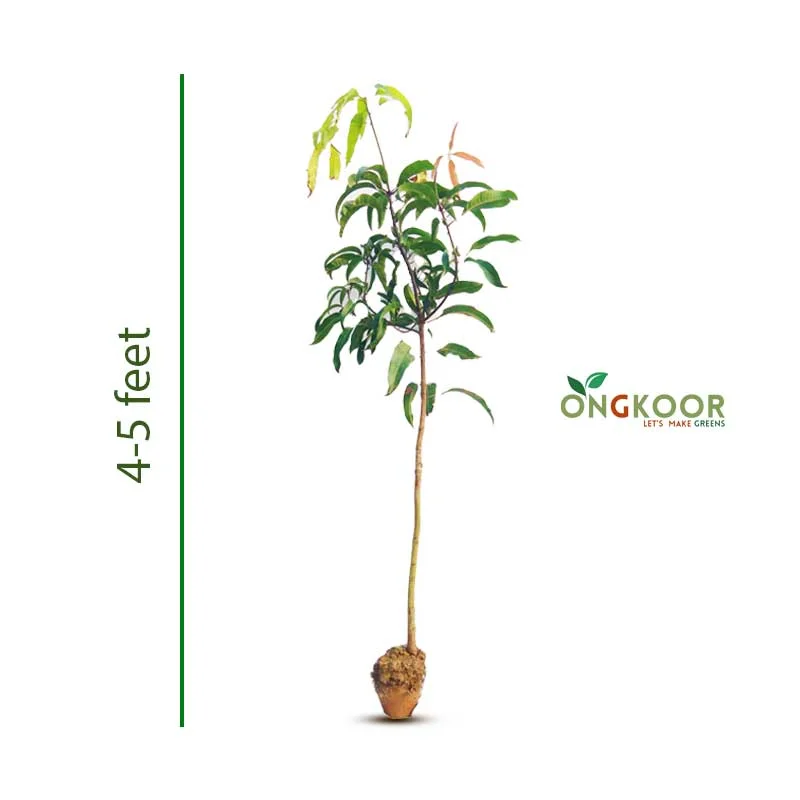 Alfonso Mango Plant আলফানসো আমের চারা (1) (1)