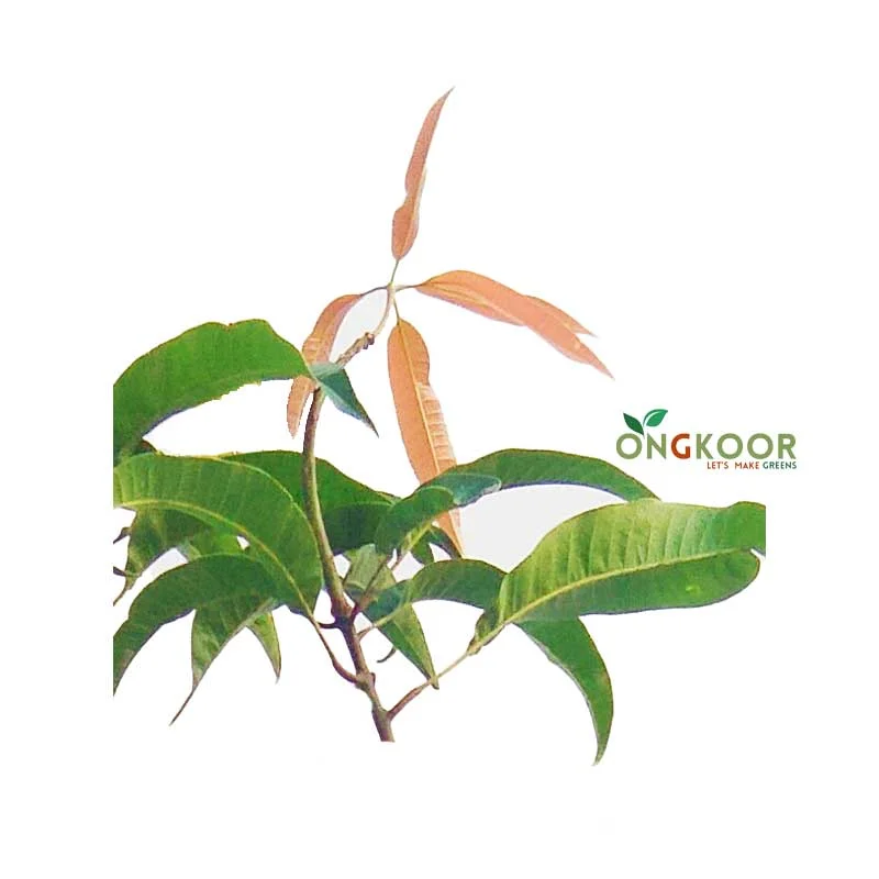 Alfonso Mango Plant আলফানসো আমের চারা - Image 2