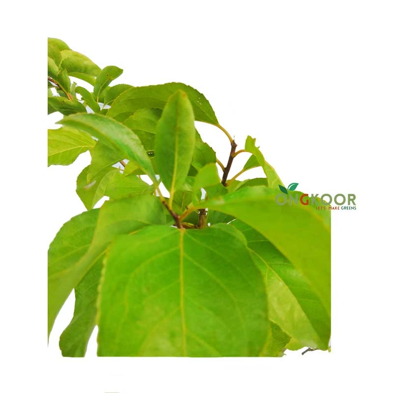 Australian Manila Cherry ম্যানিলা চেরি গাছ - Image 2