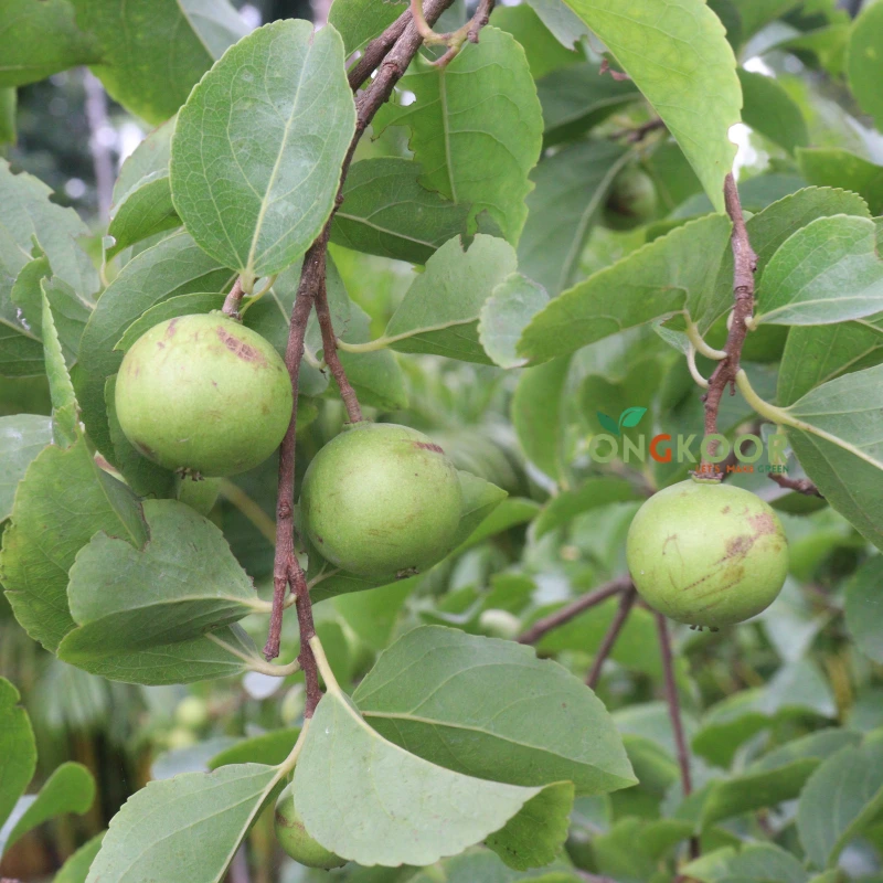 Australian Manila Cherry ম্যানিলা চেরি গাছ