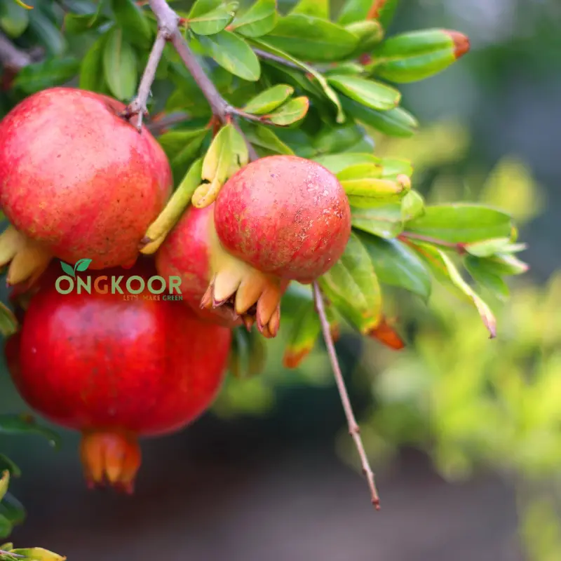 Australian Pomegranate অস্ট্রেলিয়ান আনার (1)