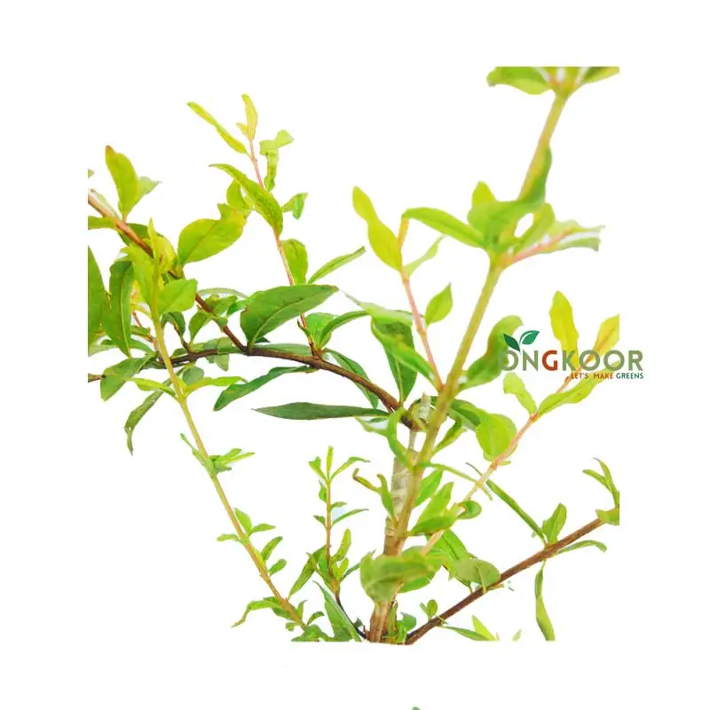 Australian Pomegranate অস্ট্রেলিয়ান আনার গাছ - Image 2