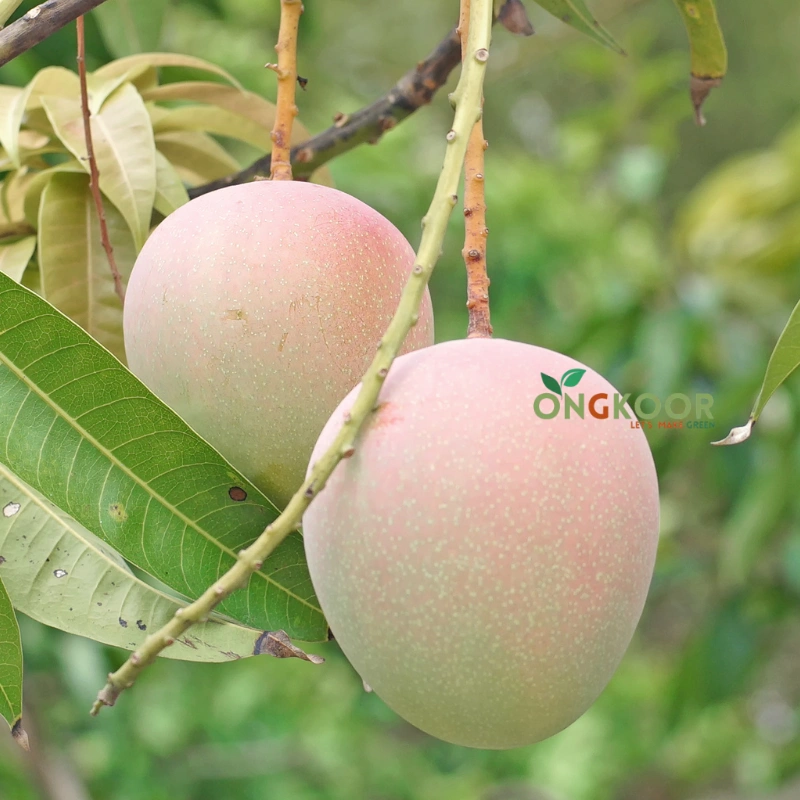 Australian R2E2 অস্ট্রেলিয়ান R2E2 আম গাছ (2)
