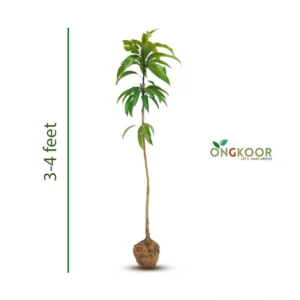 Australian R2E2 অস্ট্রেলিয়ান R2E2 আম গাছ (2)