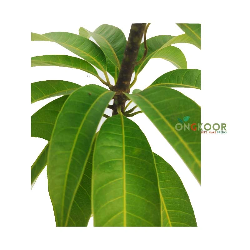 Australian R2E2 অস্ট্রেলিয়ান R2E2 আম গাছ (2)