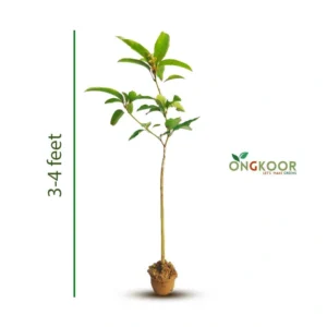 Baromashi Thai Katimon