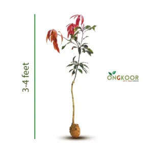 Blackstone Mango Tree ব্ল্যাকস্টোন গোল আম গাছ (1)