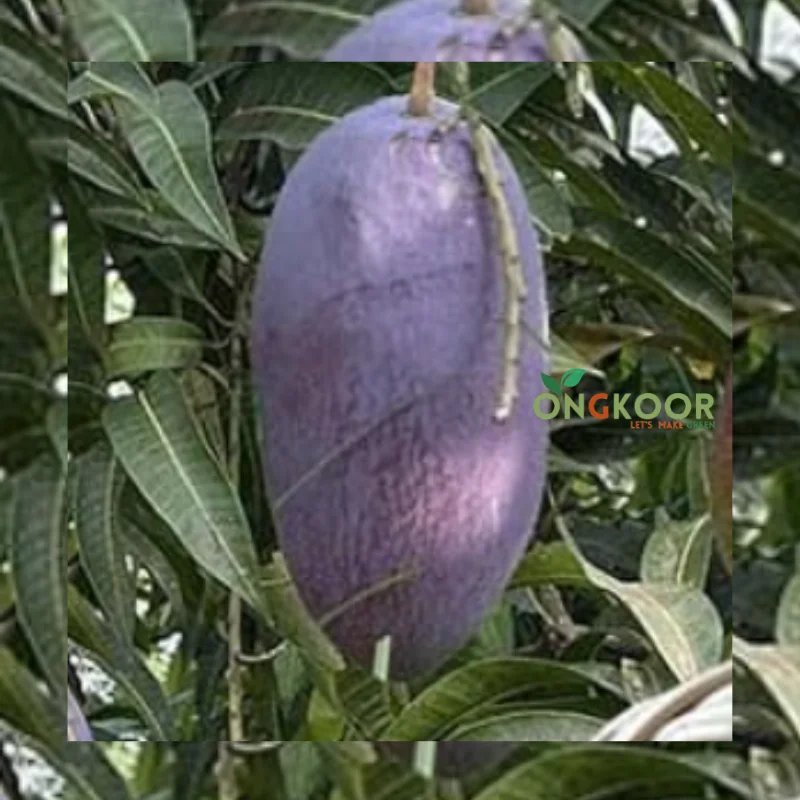 Blackstone Mango Tree ব্ল্যাকস্টোন লম্বা আম গাছ (1)